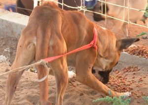 -Maltrato-animal-en-el-cardoncito