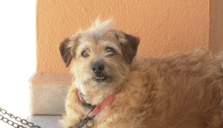 Esterilización para mascotas