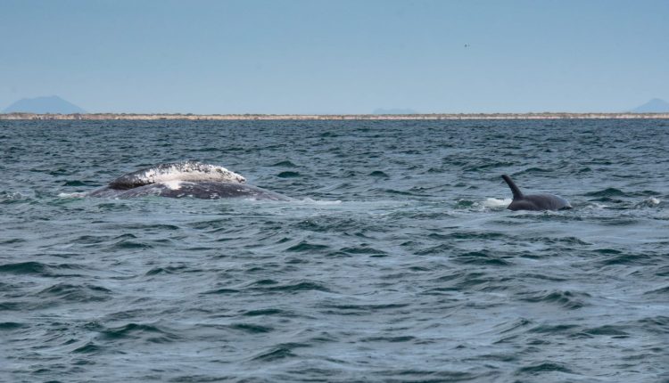 Orcas en santuario de ballena gris