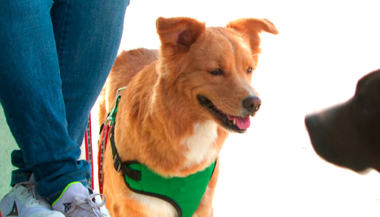 Maltrato animal denuncia por app