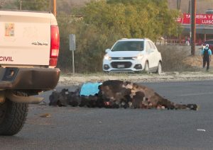 Accidentes por ganado