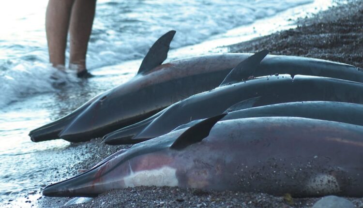 Delfines muertos