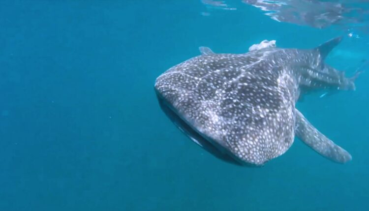 Tiburón ballena