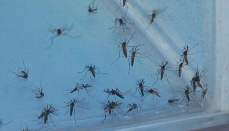 Dengue en La Paz