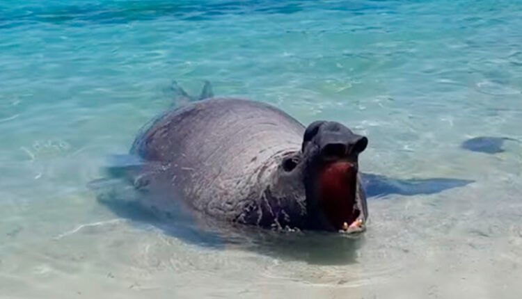 Elefante marino en Mulegé