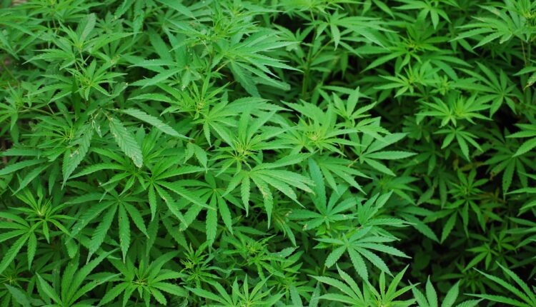 Aseguran más de 62 plantas de marihuana