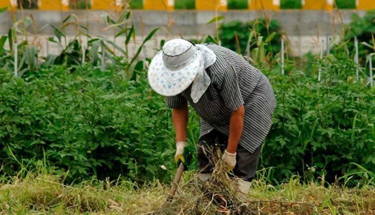 Agricultores en Baja California Sur