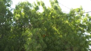Árboles en calles de La Paz