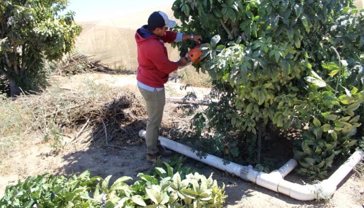 Los brotes han bajado debido a los trabajos de trampeo