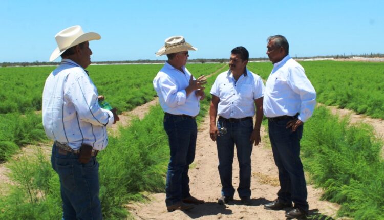 Sector agropecuario de Baja California Sur