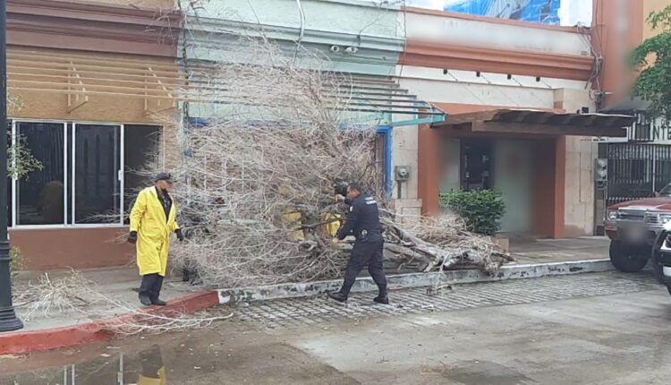 Árbol caído en calles de La Paz
