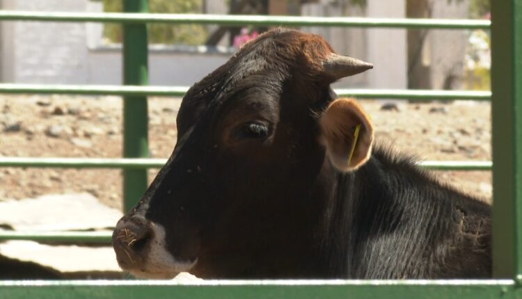 Vaca en corral