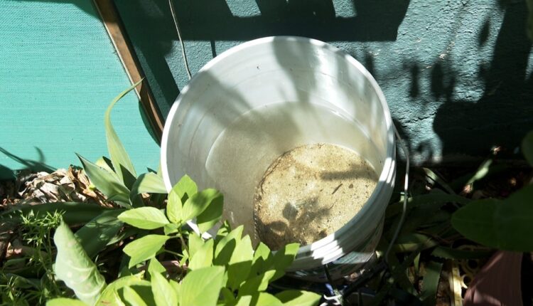Agua estancada en cubeta de plástico