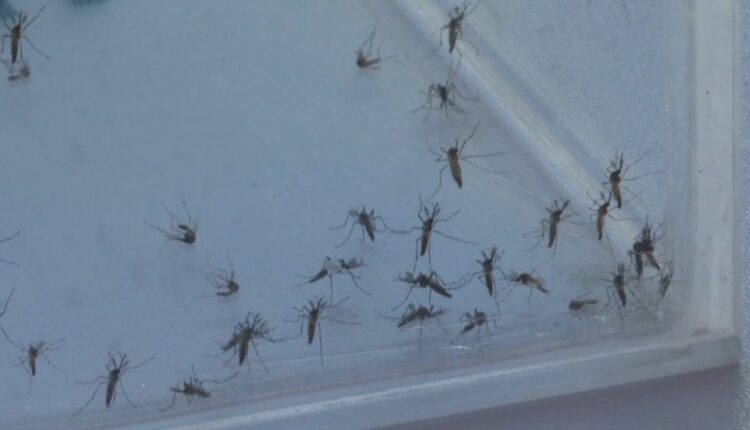 Mosquitos del dengue