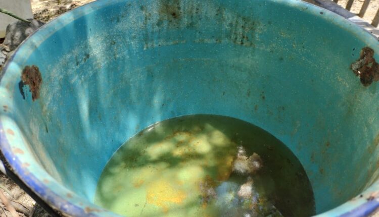 El agua encharcada favorece la reproducción del mosquito causante del dengue