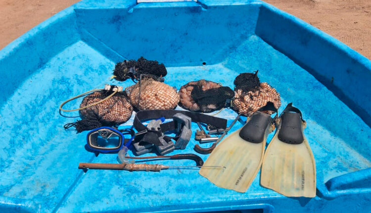 Pesca de almejas en Comondú