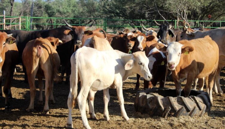 Ganadería bovina alimentándose