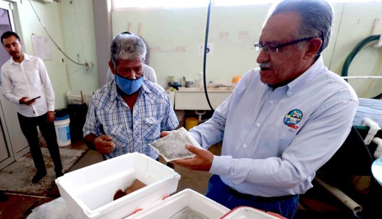 UABCS en la entrega de semillas de ostión a productores de la UABCS