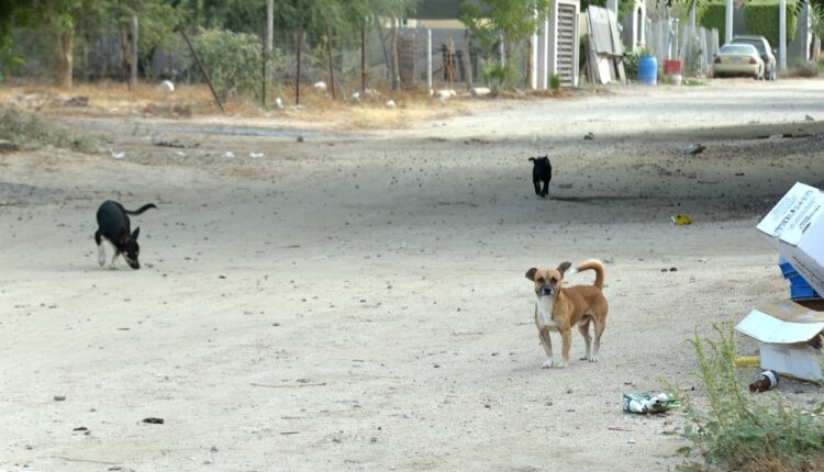 perros en la calle