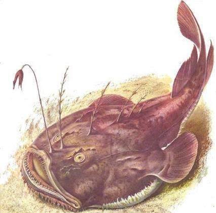 imagen del pejesapo