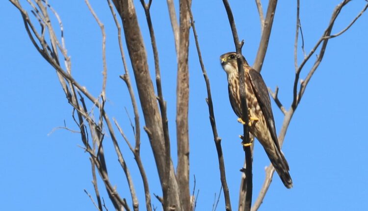 Águila parada sobre las ramas de un árbol