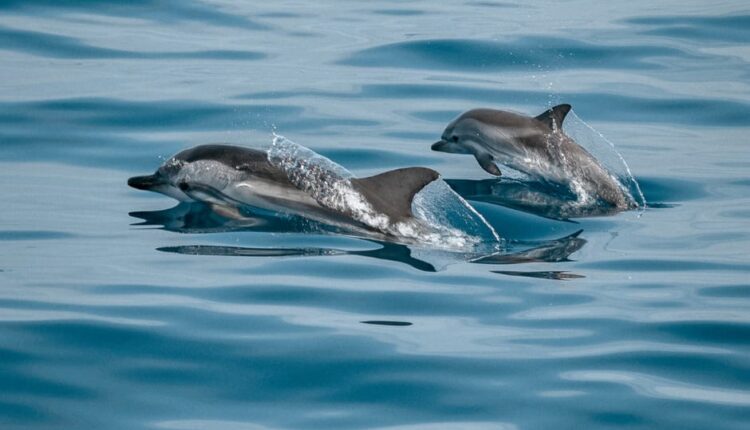 Delfines nadando en el océano Pacífco.