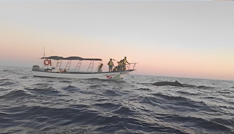 Personal de FONMAR y RABEN rescatando ballena atrapada en SJC.