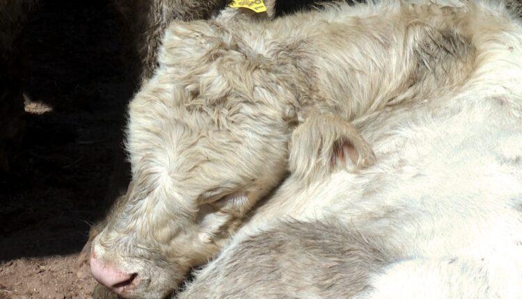 Vaca muerta a causa de una enfermedad respiratoria.