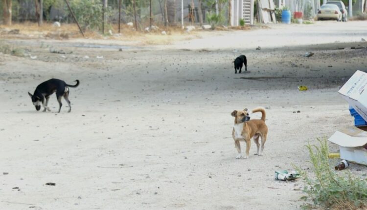 El procedimiento garantiza una vida digna para los animalitos