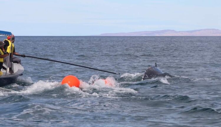 Hombres liberando a una ballena