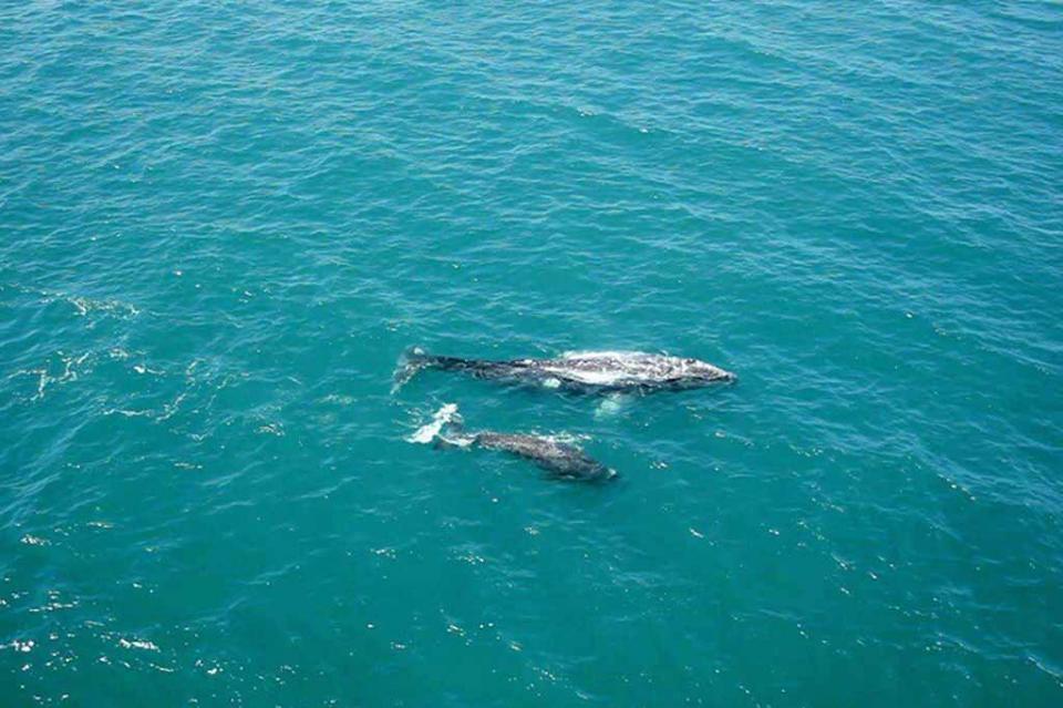 El 90% de ballena gris del mundo nace en BCS El 90% de ballena gris del mundo nace en BCS