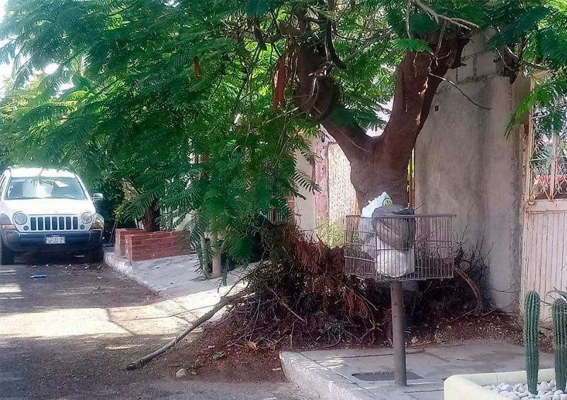 2020-02-12-árbol Denuncian la obstrucción por árboles crecidos en Indeco