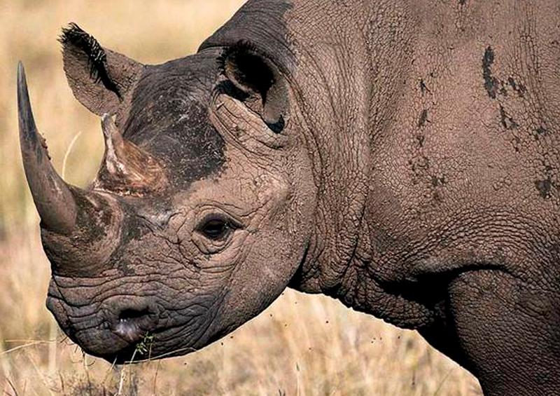 Rinoceronte negro Población de rinoceronte negro se recupera