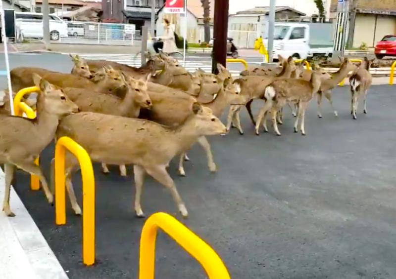 Animales Calles Animales salvajes retoman las calles