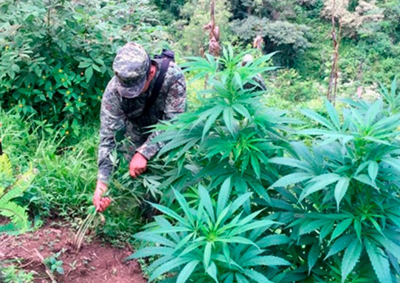 Marihuana ejercito Localizan más de 35 mil plantas de marihuana en Baja California
