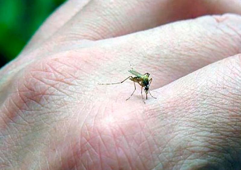 dengue Crecen contagios por dengue e influenza en Jalisco