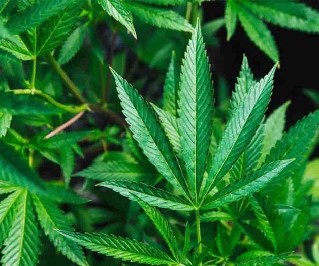 mipais2020030502 Analizan los efectos de la regulación y uso de cannabis
