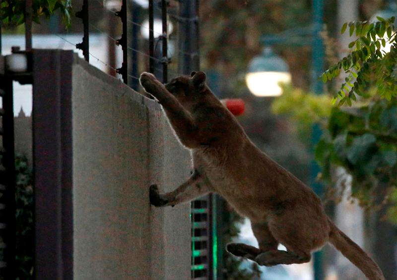 puma Capturan a un segundo puma salvaje en medio de la cuarentena de Santiago de Chile